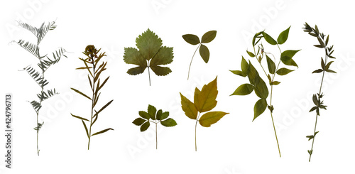 Dry pressed wild flowers, leaves and plants isolated on white background. Botanical collection