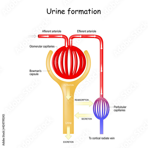 urine Formation in nephron in the kidney