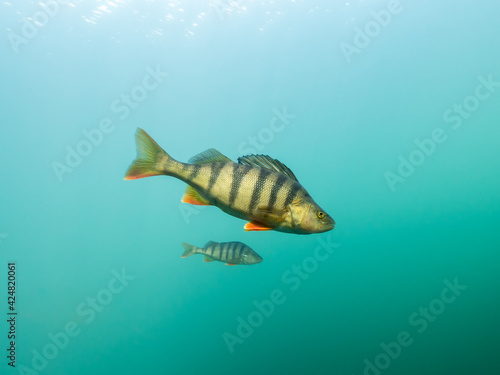 Perch fish with red fins and striped side in clear water