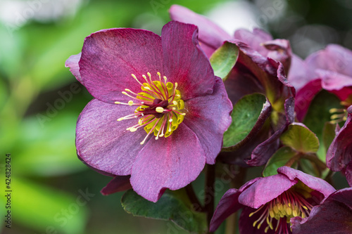 lila Lenzrose im Frühlingsgarten Makro Helleborus orientalis