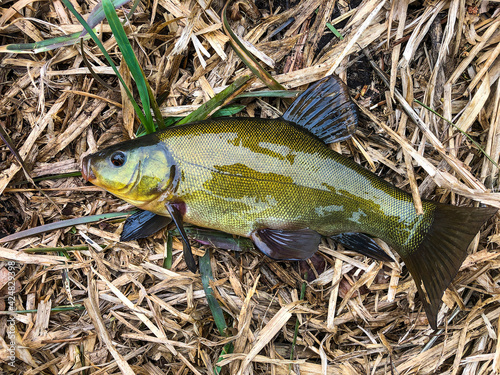 Fish of tench