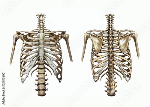 human chest and shoulder girdle