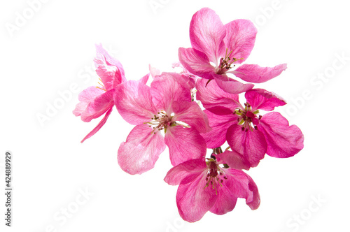 Bright pink cherry tree flowers on white isolated background close up