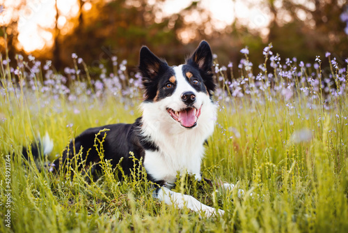 Border collie enjoying a field with purple flowers, portrait of a trained dog 