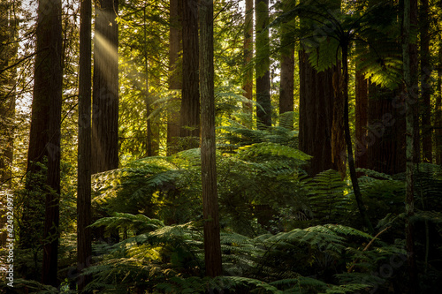 Redwoods forest walk in Rotorua, new Zealand 