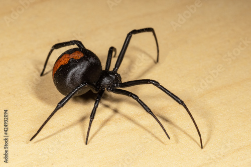  Redback Spider 