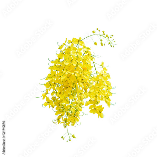 Beautiful Cassia fistula flower on white background