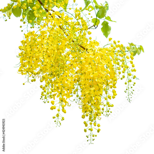 Beautiful Cassia fistula flower on white background