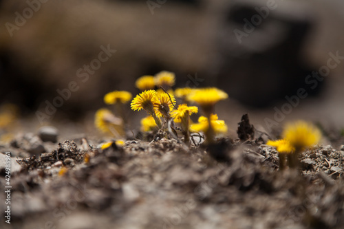 yellow flowers on the ground - tussilago farfara