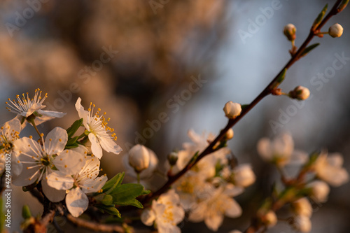 Blooming tree with some warm contrast colors