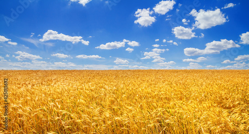 Wheat field in the rays of the summer sun, closeup, bountiful harvest concept. Rural scenery