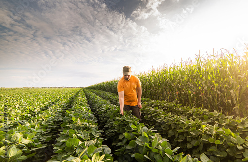 Young farmer in soybean fields