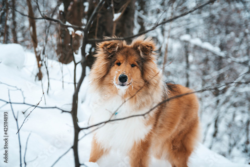 Młody Owczarek szkocki zimą, lassie w śniegu, collie rough szczeniak