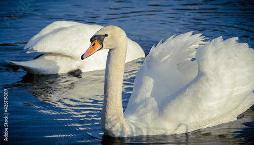 two swans