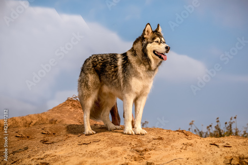 Alaskan Malamute dog , close-ups , April 2021