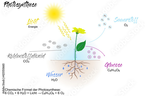 Pflanzen - Photosynthese