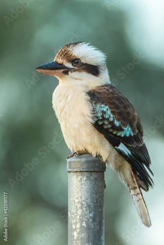 Laughing Kookaburra