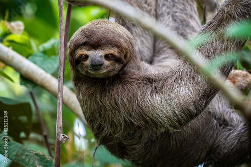 Closeup view of a beautiful Sloth in Costa Rica in its natural habitat 