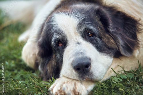 Dog breed Pyrenean suit lies on the grass