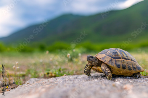 The Land turtle in its natural environment. A wild animal of Greece. The Hermanns tortoise.