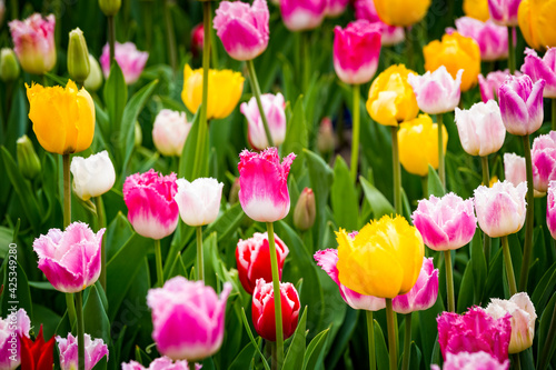 Beautiful bright colorful multicolored yellow, white, red, purple, pink blooming tulips on a large flowerbed in the city garden or flower farm field in springtime. Spring easter flower background.