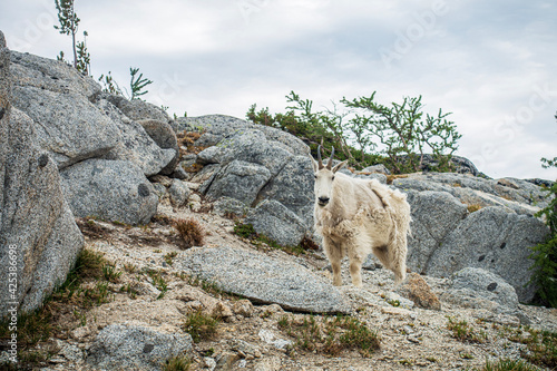 Mountain Goat of the Enchantments