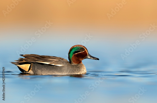 Eurasian Teal ( Anas crecca ) male close up in sunrise light