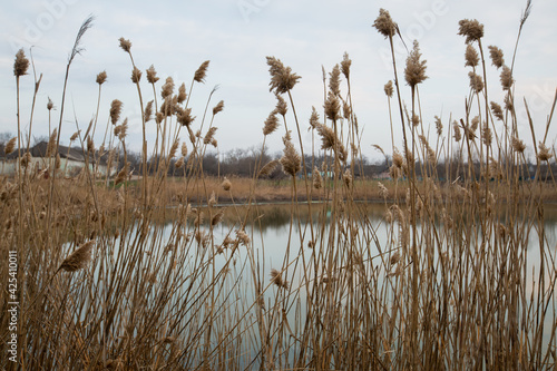 dry reeds by the lake in the village. lots of beige reeds