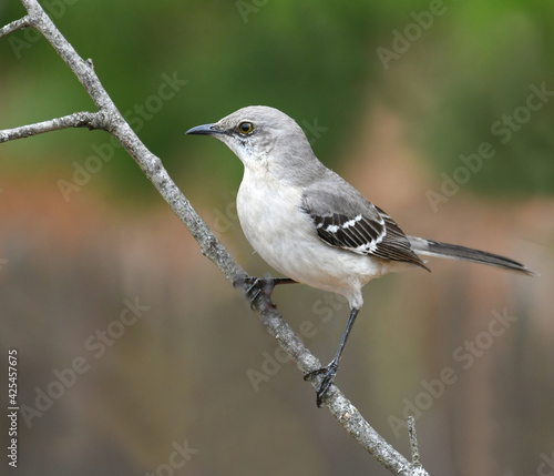 mockingbird standing on tree branch