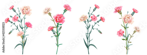 Panoramic view with carnation. Set red, pink, white flowers, green leaves on white background, collection for Mother's Day, Victory Day, digital draw, vintage illustration, vector, watercolor style