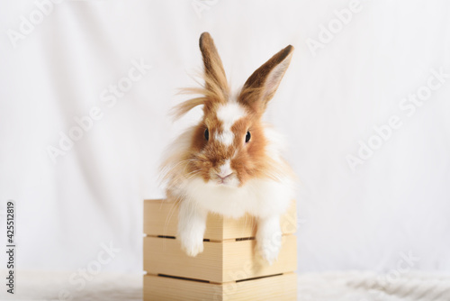 Adorable white red rabbit on a white background