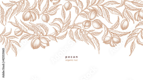 Pecan plant background. Vector hand drawn branch