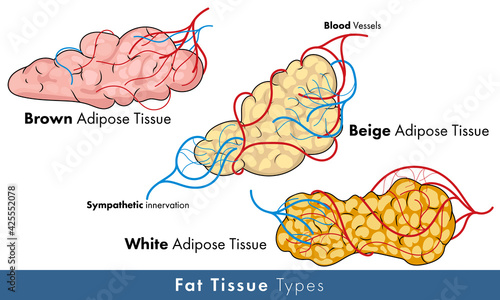 Illustration of types of human adipose tissue of fat tissue: white brown and beige types.