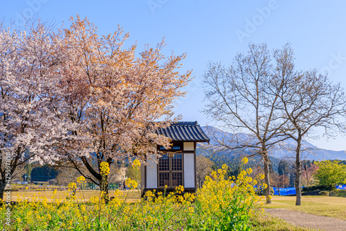 春の一心行公園 熊本県阿蘇市 Issingyou park in spring Kumamoto-ken Aso city