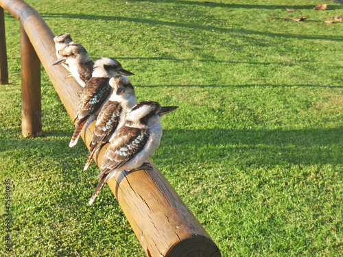 Laughing Kookaburra lined with trees on Moreton Island, Brisbane, Queensland, Australia