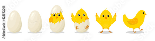 Chick in egg. Chick hatch from cracked egg. Cute chicken with character. Yellow easter bird for baby. Newborn chicken with step of progress. Cartoon farm with happy and funny animal. Vector
