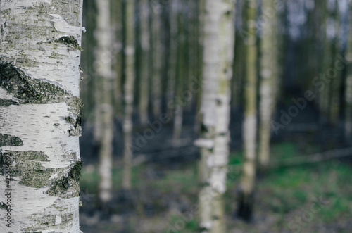 Birch moody forest.