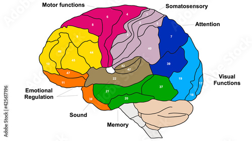 Brain Brodmann area region of the cerebral cortex wit numbers and descriptions on white background