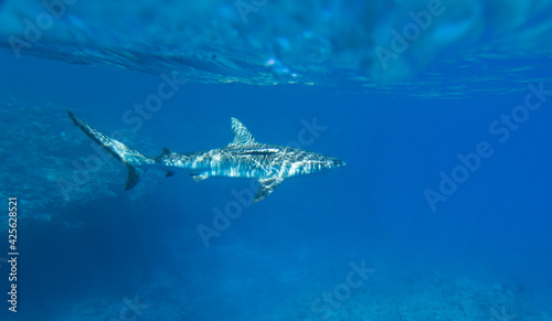 A view of shark in the sea