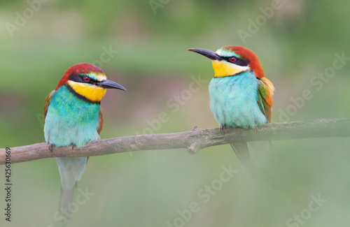 pair of spring beautiful birds bee-eaters