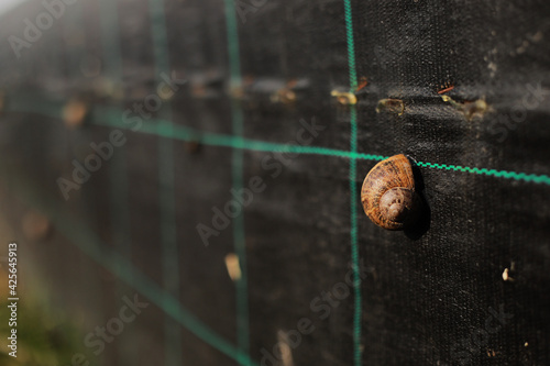Snail farm. Industrial cultivation of edible mollusks of the species Helix aspersa muller or Cornu aspersum.