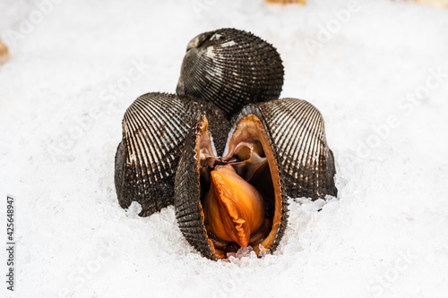 Anadara clam on a display case made of ice.