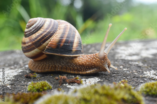 Big snail in shell crawling on road. Helix pomatia also Roman snail, Burgundy snail, edible snail or escargot