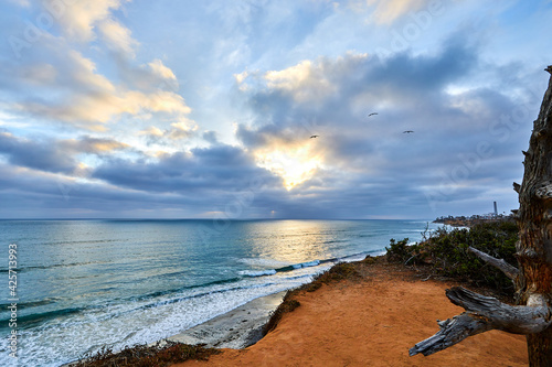 cliffs overlooking carlsbad california beach and dead tree and clouds