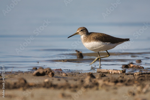 Green Sandpiper - small shorebird on lake shore