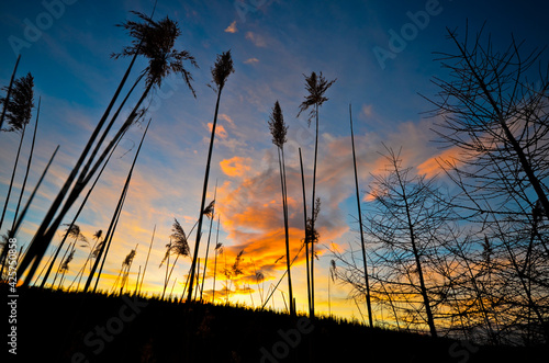 Golden hour landscape shot with plants and trees in the foreground and a sky on fire in the background