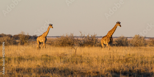 Giraffe walking in the savannah in beautiful evening light