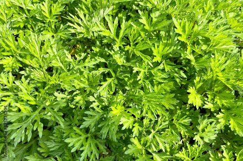 Fresh lush green Artemisia argyi (silvery wormwood, Chinese mugwort) grasses growing in the spring wild field, springtime green leaves background