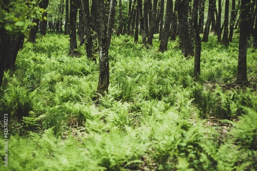 Shot of a green forest with fern undergrowth