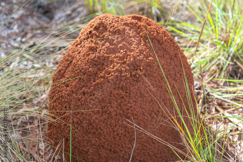 Underground termite colony (Coptotermes gestroi) in the midst of nature.